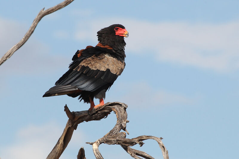 Bateleur des savanesadulte