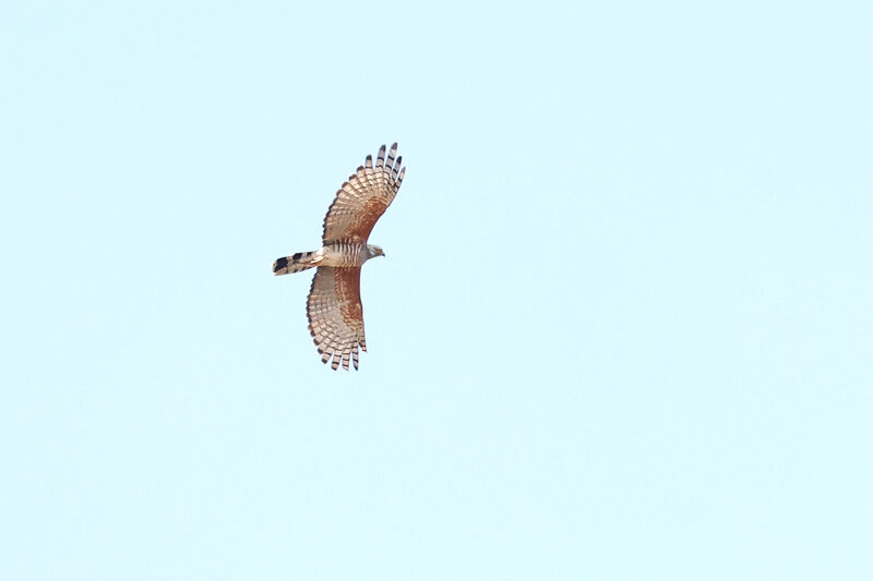 African Cuckoo-Hawkadult