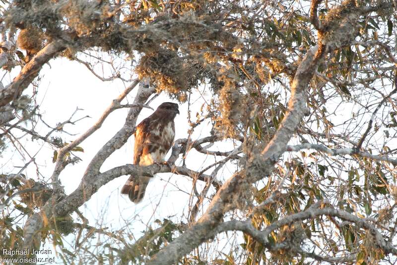 Baza malgache, habitat, Comportement