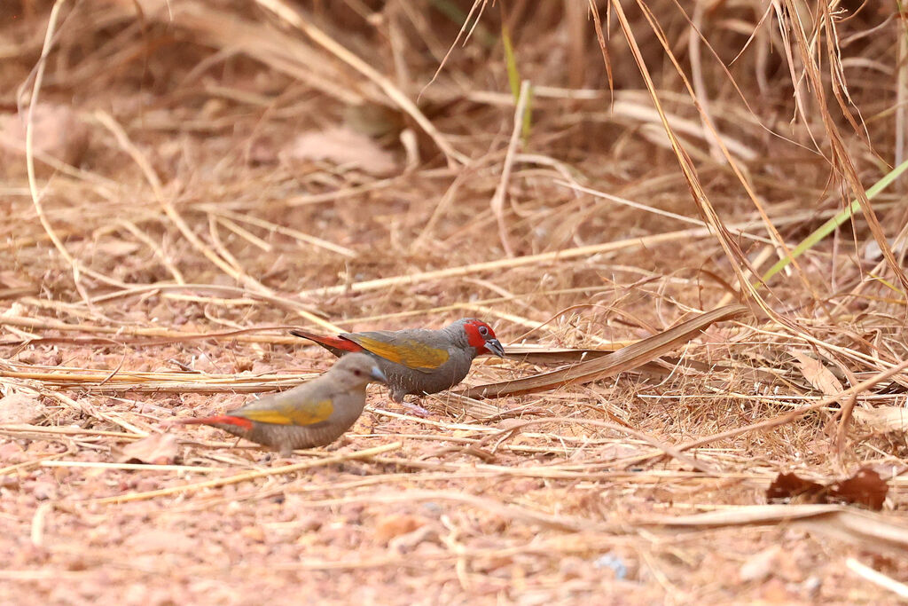 Yellow-winged Pytiliaadult