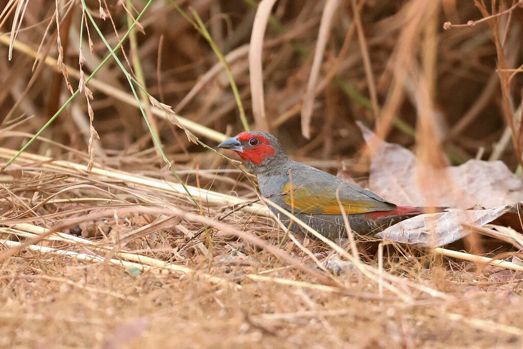 Yellow-winged Pytilia male adult