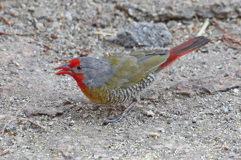 Beaumarquet melba mâle adulte