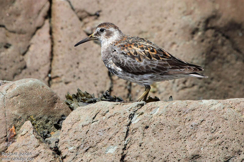 Bécasseau des Aléoutiennesadulte nuptial, identification