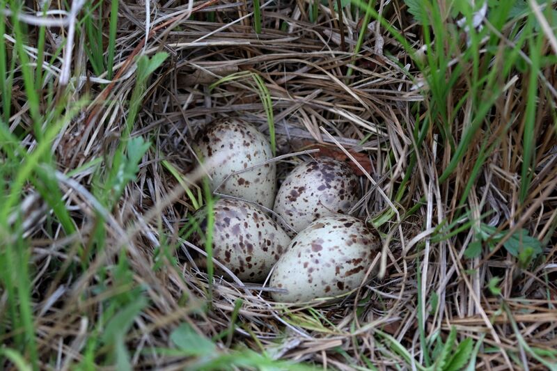 Latham's Snipe, Reproduction-nesting