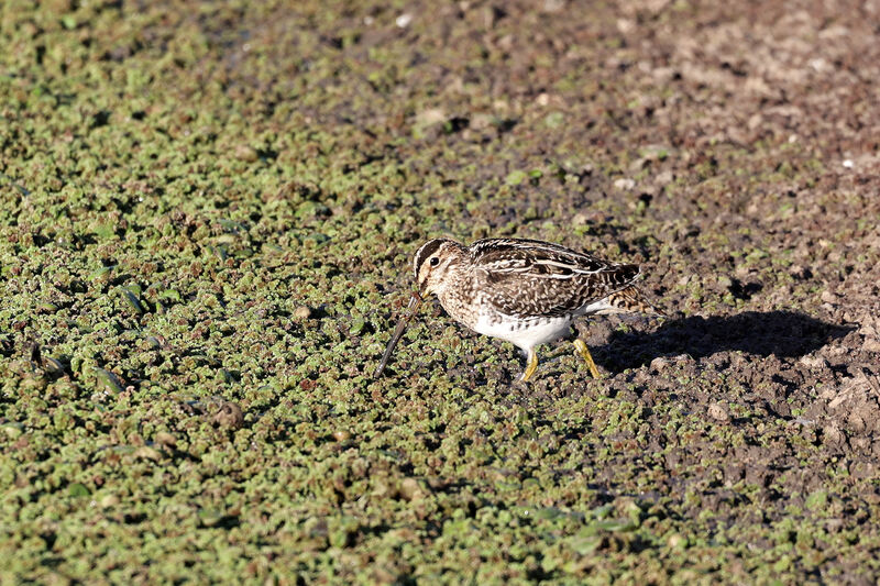 Pantanal Snipe