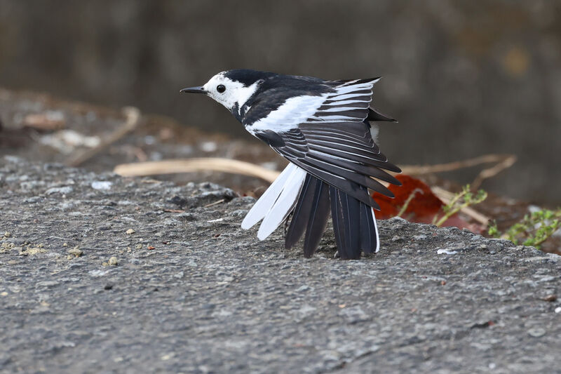 White Wagtail