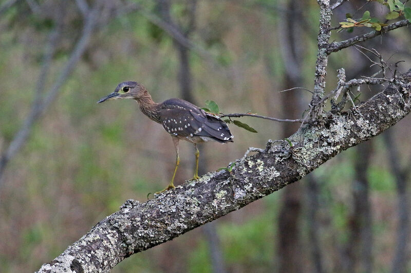 White-backed Night HeronFirst year