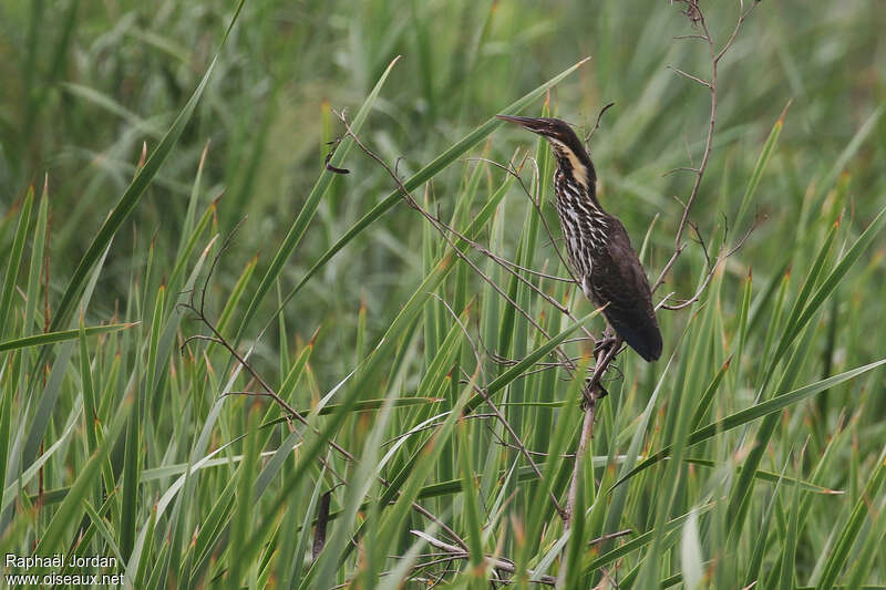 Black Bitternsubadult, identification