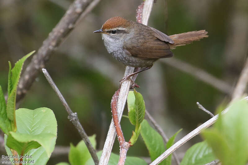 Grey-sided Bush Warbleradult, Behaviour