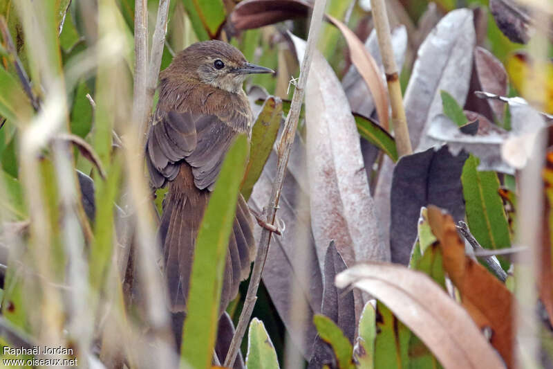 Little Rush Warbleradult, habitat, pigmentation