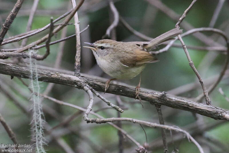 Bouscarle de Humeadulte, identification, chant