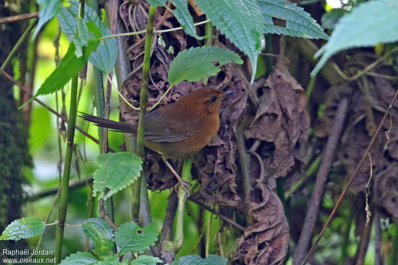 Bouscarle de Lopesadulte, identification