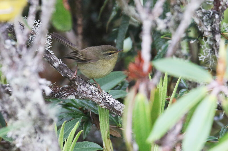 Brown-flanked Bush Warbler