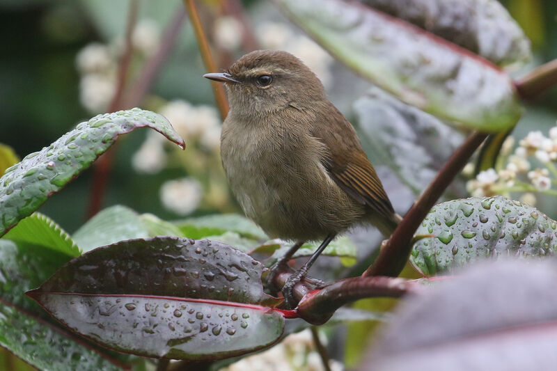 Aberrant Bush Warbleradult, aspect