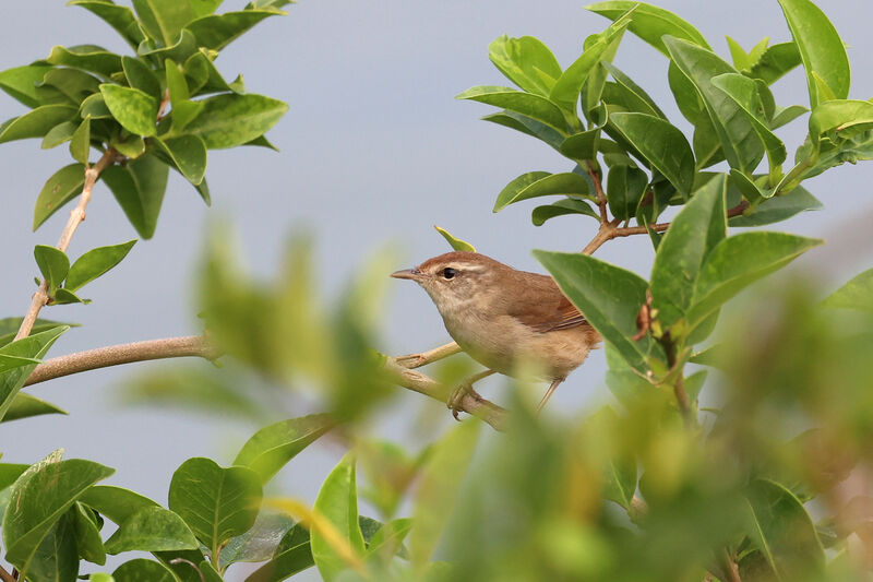 Manchurian Bush Warbler