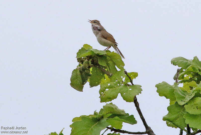 Manchurian Bush Warbler male adult, song