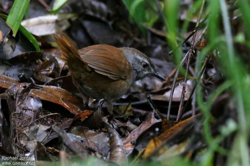 Sulawesi Bush Warbleradult