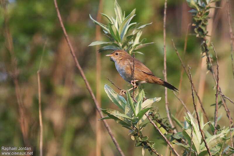 Bouscarle russuleadulte, identification