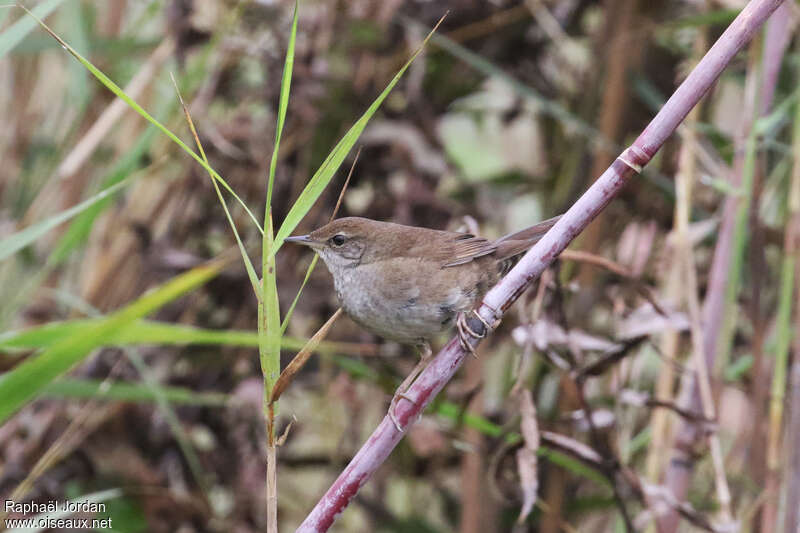 Spotted Bush Warbleradult, identification