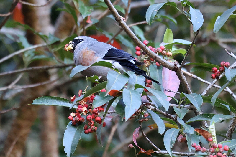 Taiwan Bullfinch, eats