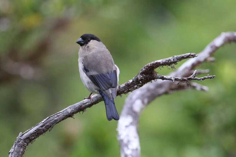 Azores Bullfinchadult