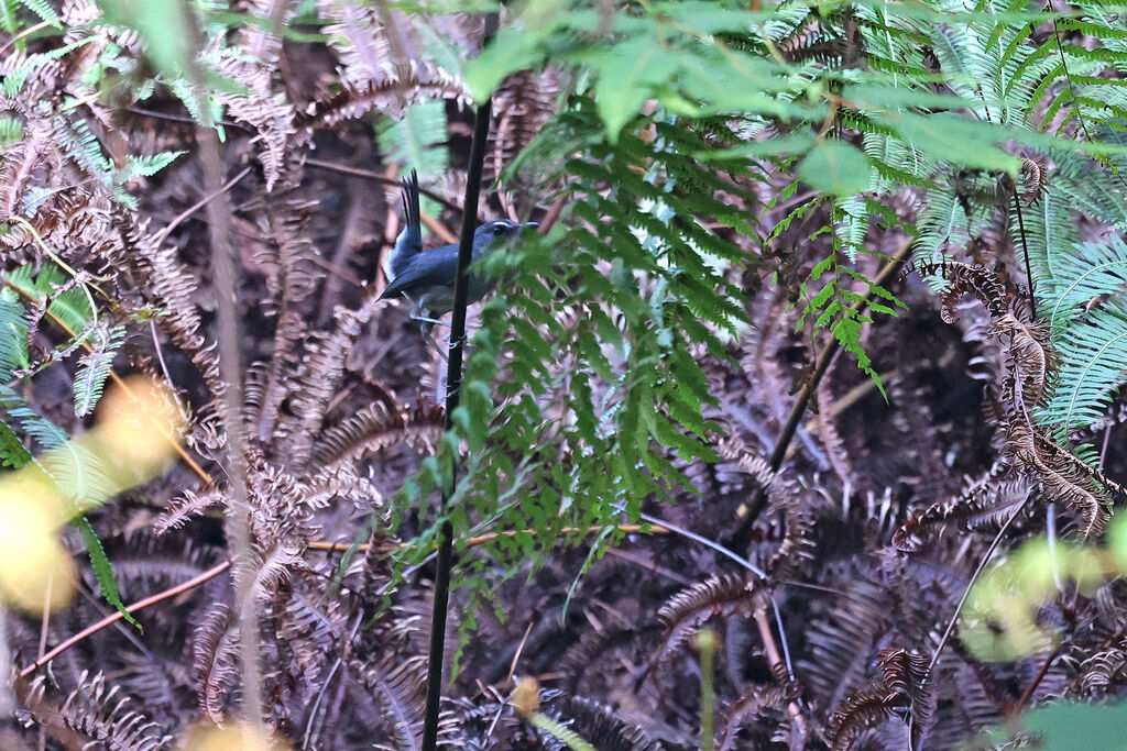 Flores Shortwing male adult