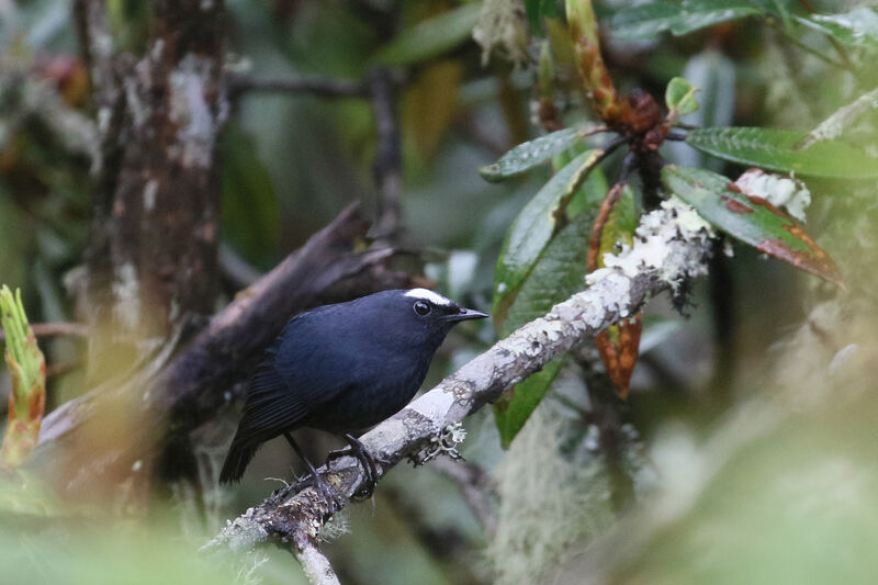 Himalayan Shortwing male adult breeding