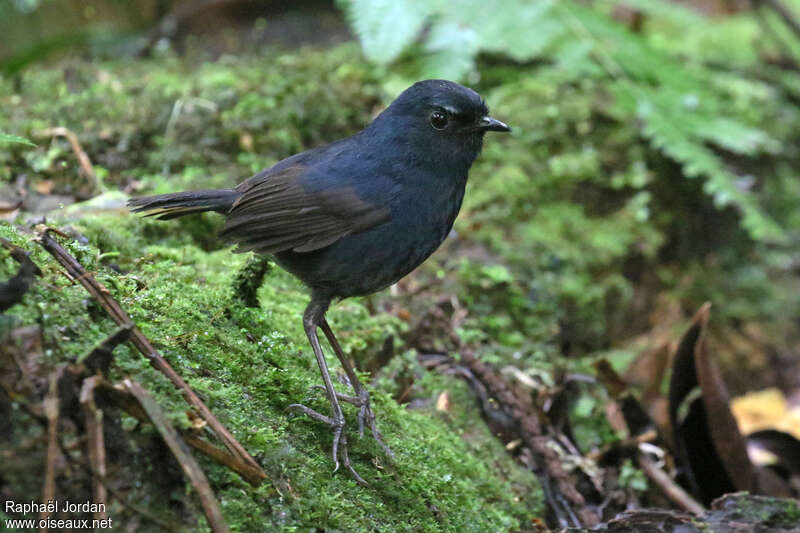 Brachyptère de Sumatra femelle, identification