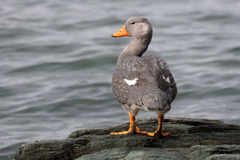 Fuegian Steamer Duck male adult