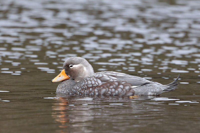 Brassemer de Patagonie mâle adulte