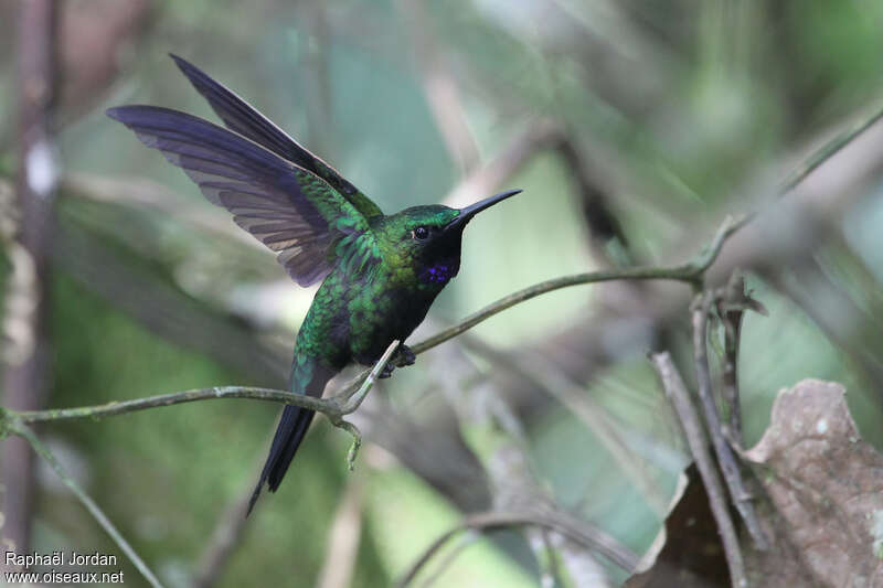 Black-throated Brilliant male adult, pigmentation, Behaviour