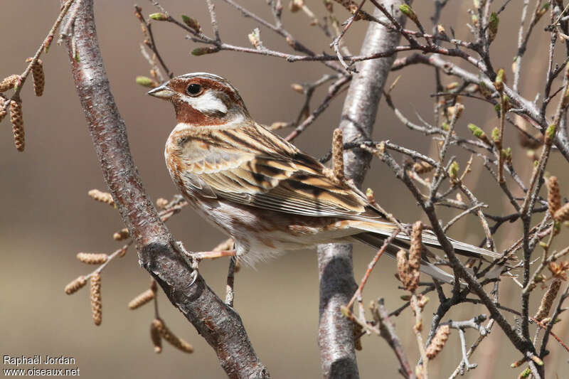 Pine Bunting male adult breeding, habitat, pigmentation