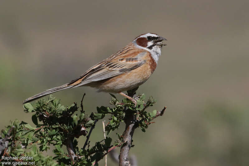 Meadow Bunting male adult breeding, identification