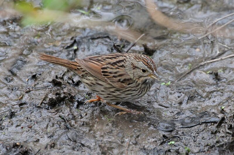 Lincoln's Sparrowadult