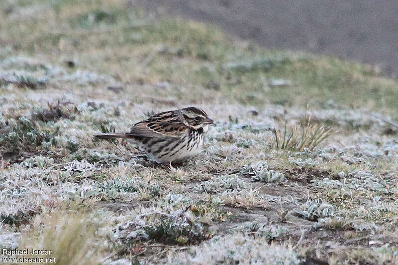 Bruant des sierrasadulte, identification