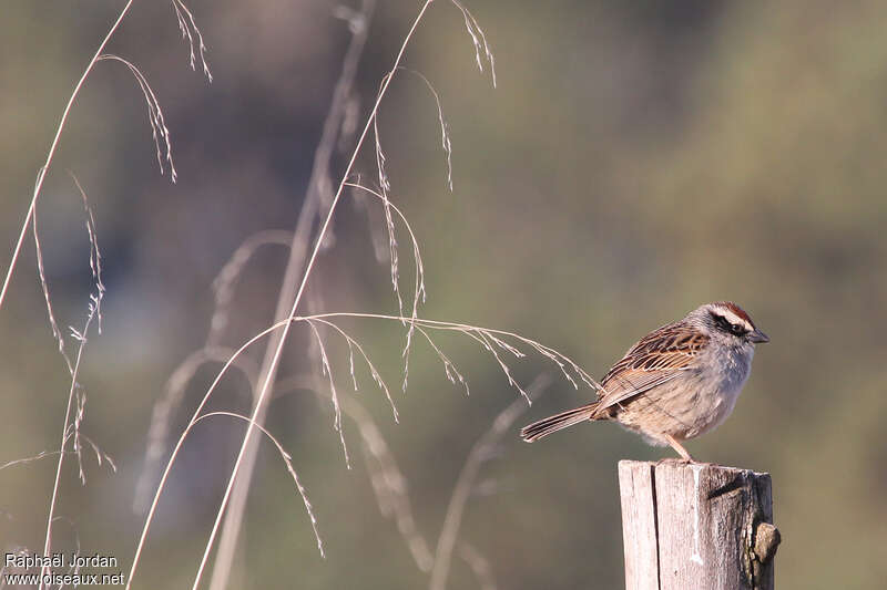 Striped Sparrowadult, identification