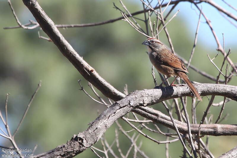 Bruant roussâtreadulte, identification