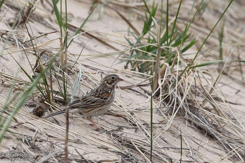 Vesper Sparrowadult breeding