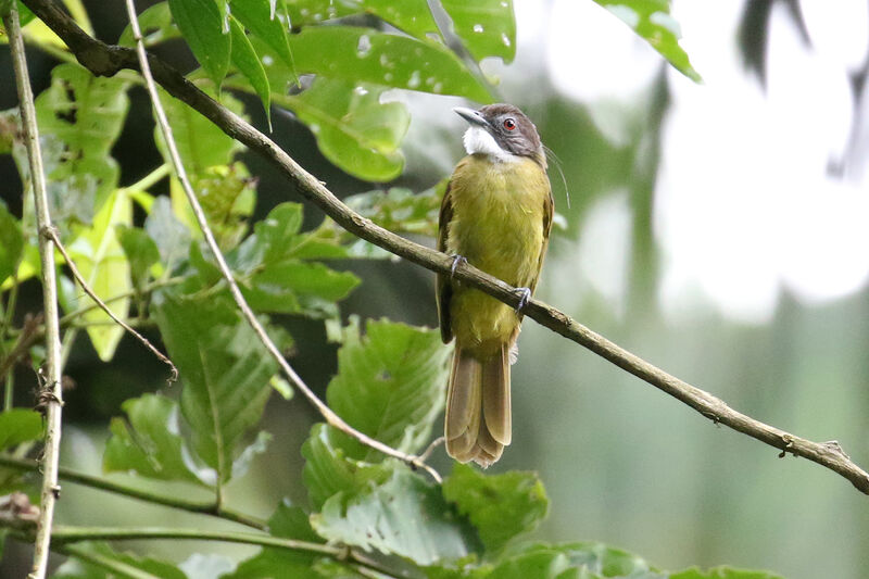 Red-tailed Greenbuladult