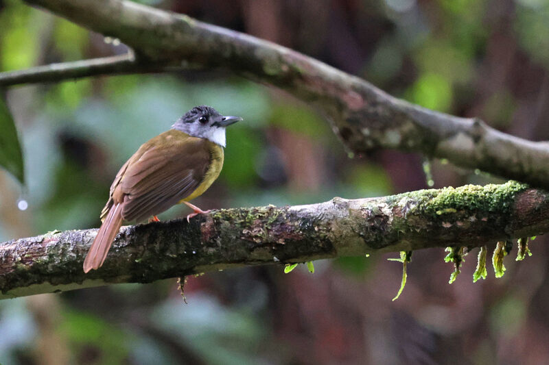 Yellow-bellied Bulbul