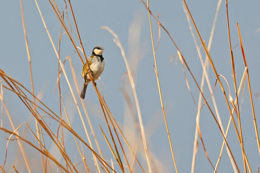 Bulbul à collier noiradulte