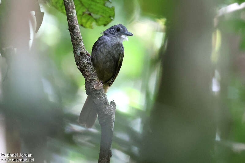 Bulbul à dos vert