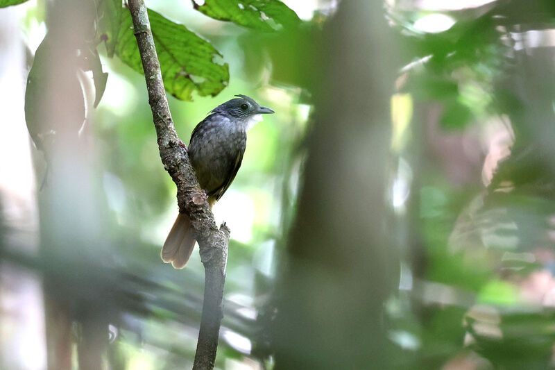 Bulbul à dos vert