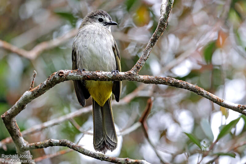 Pale-faced Bulbul