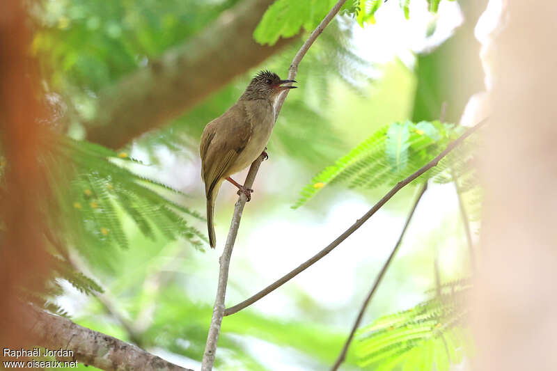 Ashy-fronted Bulbuladult, identification