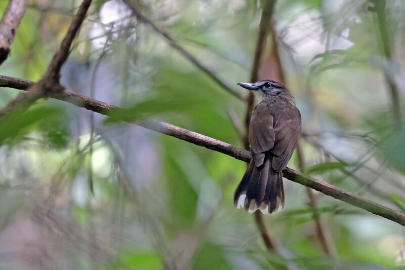 Hook-billed Bulbul