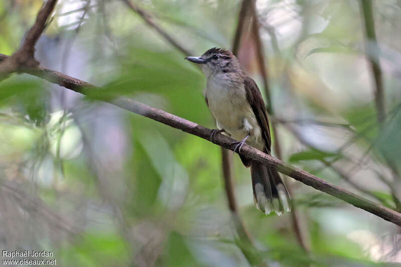 Bulbul à long bec