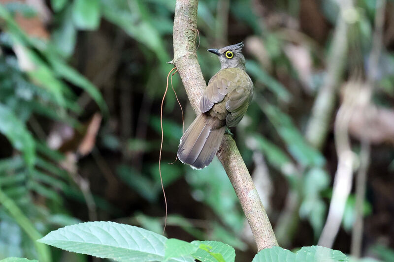 Bulbul à lunettes jaunesadulte