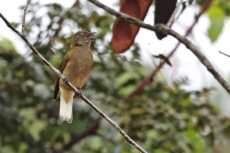 Bulbul à queue blancheadulte, chant