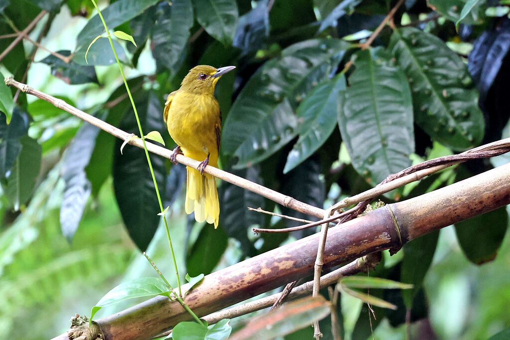 Bulbul à queue d'oradulte